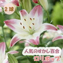 【予約・早割】 すかし百合 【 ロリポップ 】 球根 2球 秋植え 冬植え 百合 鉢植え 花壇 ユリ Lily 花の大和 【10月上中旬より順次発送】