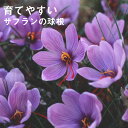 【予約・早割】 サフラン 球根 5球 水なし 土なし でも開花 簡単 初心者向け 育てやすい 夏植え 秋咲き saffron 花の大和 【8月上旬より順次発送】