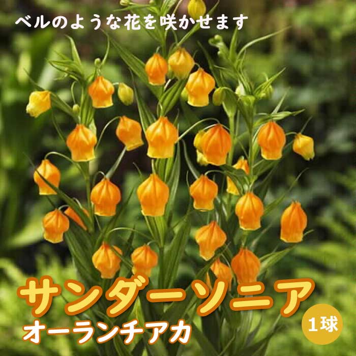 サンダーソニア オーランチアカ 球根 1球 春植え sandersonia aurantiaca 花の大和