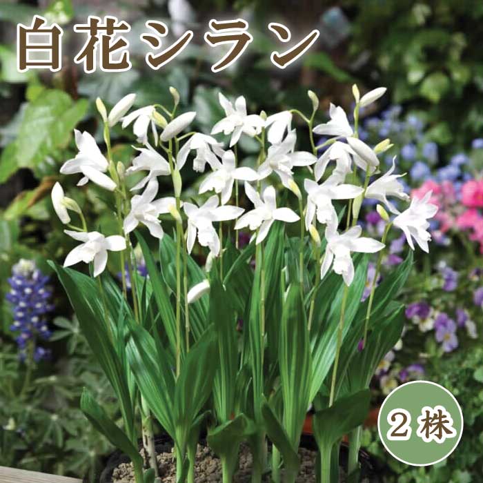 【予約・早割】【 白花 シラン 】 球根 2株 紫蘭 シラン 紫 山野草 多年草 シェードガーデン 冬植え 【12月上旬より順次発送】