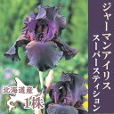 【予約・早割】 ジャーマンアイリス 球根 【 スーパースティション 】1株 北海道産 育てやすい 大株 秋植え 冬植え 花の大和 【10月上中旬より順次発送】