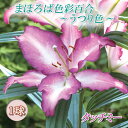 【予約・早割】 花色変わる 百合 【 タッチミー 】 球根 1球 まほろば色彩百合 うつり色 秋植え 冬植え ゆり lily リリー 花の大和 【10月上中旬よ...