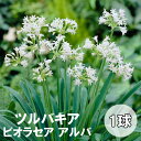 ツルバキア ビオラセア アルバ 1球 ホワイト 白 春植え 球根 バラエティ 鉢植え 地植え 花壇 花の大和