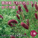 吾亦紅 われもこう ワレモコウ かぐや姫 サングイソルバ サンギソルバ 球根 1株 宿根草 冬植え 毎年花が咲く宿根草