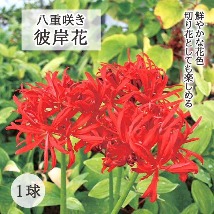 球根 秋咲き リコリス 八重咲きヒガンバナ 1球 ヒガンバナ 彼岸花 ひがんばな 曼珠沙華 まんじゅしゃげのサムネイル