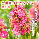 【予約・早割】 八重咲き ヒヤシンス 桃花種 2球 ピンク 球根 芳香性 水耕栽培 庭植え 鉢植え 花の大和 【10月上中旬より順次発送】