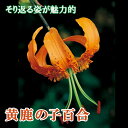 【予約・早割】 鹿の子百合 球根 【 黄 鹿の子 】1球 きいろ カノコユリ 秋植え 冬植え 百合 ユリ lily リリー 花の大和 【10月下旬より順次発送】