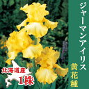 【予約・早割】 ジャーマンアイリス 球根 【 黄 花種 】1株 北海道産 育てやすい 大株 秋植え 冬植え 花の大和 【10月上中旬より順次発送】