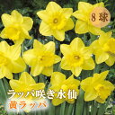 【予約・早割】 水仙 球根 お徳用 黄ラッパ 8球 スイセン 秋植え 花の大和 【10月上中旬より順次発送】