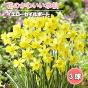 【予約・早割】 花のかわいい ミニ 水仙 球根 イエローセイルボート 3球 スイセン 秋植え 花の大和 【10月上中旬より順次発送】