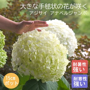 アジサイ アナベル 苗 アナベルジャンボ 15cmポット大苗 （登録品種） 紫陽花 品種 苗木 庭木 植木 花木 落葉樹 低木 日陰落葉低木 耐寒性 耐暑性 生育旺盛 植えっぱなしOK 丈夫 育てやすい