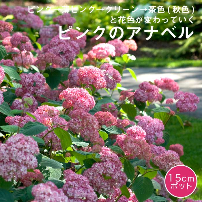 アジサイ アナベル 苗 ピンクのアナベル15cmポット大苗 （登録品種）紫陽花 品種 苗木 庭木 花木 低木 日陰落葉低木 生育旺盛 植えっぱなしOK 丈夫 育てやすいのサムネイル