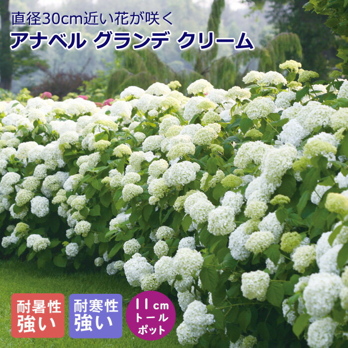 アジサイ アナベル 苗 グランデ クリーム 11cmトールポット （登録品種）紫陽花 苗木 庭木 花木 低木 日陰落葉低木 生育旺盛 植えっぱなしOK アナベルジャンボ