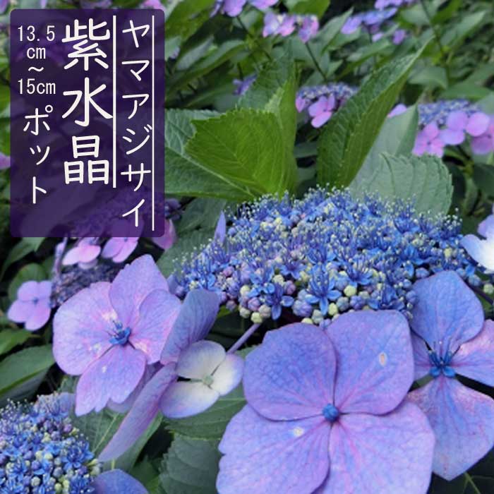 ヤマアジサイ 紫水晶 ( むらさきすいしょう ) 苗 山アジサイ 13.5cm〜15cmポット苗 紫陽花 アジサイ 花木