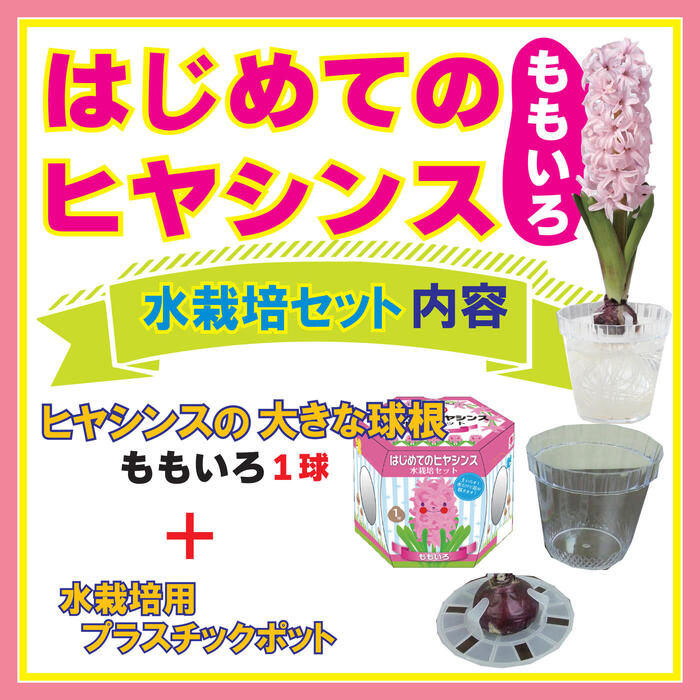 【予約・早割】はじめての ヒヤシンス 水栽培 セット 【 球根 + 水栽培容器 + 絵本風ミニ冊子 】 ももいろ 桃色 ピンク 水耕栽培 【10月後半より順次発送】のサムネイル