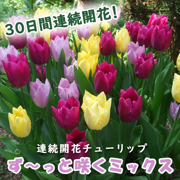 【予約・早割】球根 秋植え チューリップ ず〜っと咲くミックス 30球 30日 連続開花【10月後半より順次発送】