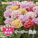 【予約・早割】 チューリップ 球根 いっせい開花 【 オージー シリーズ 混合 5球】 花壇 鉢植 切花 花の大和 【10月上中旬より順次発送】
