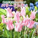 【予約・早割】 チューリップ 球根 バラードレディ 3球 秋植え 富山 富山県産 富山産 国産 花の大和 【10月上中旬より順次発送】