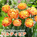 【予約・早割】 チューリップ 球根 バルディビア 3球 秋植え 富山 富山県産 富山産 国産 花の大和 【10月上中旬より順次発送】