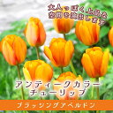 【予約・早割】 チューリップ 球根 ブラッシングアペルドン 3球 アンティークカラー 秋植え 寄せ植え プランター栽培 花の大和 【10月上中旬より順次発送】
