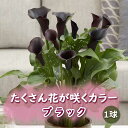 カラー 球根 1球 たくさん花が咲く 黒 【 ブラック 】春植え 植えっぱなし Calla 花の大和