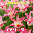 【予約・早割】 チューリップ 球根 チアリーダー 3球 人気のチューリップ 秋植え プランター 寄せ植え 花壇 花の大和 【10月上中旬より順次発送】