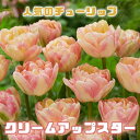 【予約・早割】 チューリップ 球根 クリームアップスター 3球 人気のチューリップ 秋植え プランター 寄せ植え 花壇 花の大和 【10月上中旬より順次発送】
