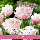 【予約・早割】 チューリップ 球根 ドリーマー 3球 アンティークカラー ピンク 秋植え 寄せ植え プランター栽培 花壇 花の大和 【10月上中旬より順次発送】
