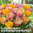 【予約・早割】 チューリップ 球根 クンユン & チャンミン ラブ 6球 【 各3球 】 デュオチューリップ 秋植え 花の大和 【10月上中旬より順次発送】