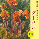 カンナ 球根 葉も楽しめるカンナ 【 ダーバン 】 1球 カラーリーフ 春植え 毎年花が咲