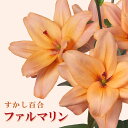 【予約・早割】 すかし百合 【 ファルマリン 】 球根 2球 アプリコット色 秋植え 冬植え 百合 鉢植え 花壇 ユリ Lily 花の大和 【10月上中旬より順次発送】