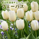 【予約・早割】 チューリップ 球根 フェーバス 3球 秋植え 富山 富山県産 富山産 国産 花の大和 【10月上中旬より順次発送】
