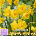 【予約・早割】 花香る 水仙 球根 【 ゴールデンデリシャス 】2球 スイセン 切り花にも 秋植え 早春の花 寄せ植え 芳香 花の大和 【10月上中旬より順次発...