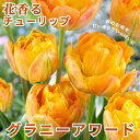 【予約・早割】 チューリップ 球根 グラニーアワード 3球 花香るチューリップ 芳香性 秋植え 花の大和 【10月上中旬より順次発送】