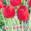 【予約・早割】 斑入り チューリップ 球根 パレードデザイン 4球 葉も美しい 秋植え プランター栽培 花壇 寄せ植え 花の大和 【10月上中旬より順次発送】