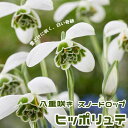 【予約・早割】 スノードロップ 【 ヒッポリュテ 】 球根 3球 八重咲き 秋植え 寄せ植え 初心者向き 花の大和 【10月上中旬より順次発送】