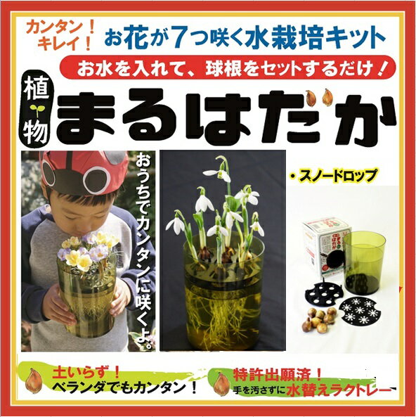 植物まるはだか スノードロップ 球根 水栽培 セット 水栽培 キット 土いらず お水を入れて、球根セットするだけ じっくり観察 水替え簡単