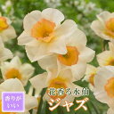 【予約・早割】 花香る 水仙 球根 【 ジャズ 】2球 スイセン 切り花にも 秋植え 早春の花 寄せ植え 芳香 花の大和 【10月上中旬より順次発送】