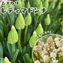 【予約・早割】 ムスカリ 【 レディマドンナ 】 球根 5球 秋植え コレクション 寄せ植え デッカー植え 花の大和 【10月上中旬より順次発送】