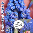 【予約・早割】 巨大 ムスカリ 【 フラワーパワー 】 球根 3球 秋植え 長期開花 変わり咲き 大きい 寄せ植え デッカー植え 花の大和 【11月中旬より順次発送】