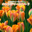 【予約・早割】 チューリップ 球根 オレンジマーマレード 3球 人気のチューリップ 秋植え プランター 寄せ植え 花壇 花の大和 【10月上中旬より順次発送】