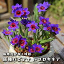 【予約・早割】 原種 バビアナ ルブロキネア 球根 2球 植えっぱなし 秋植え 寄せ植え プランター 花壇 毎年花が咲く 花の大和 【10月上中旬より順次発送】