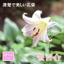 【予約・早割】 笹百合 球根 1球 秋植え 冬植え ササユリ 茶花 甘い香り Lily 百合 芳香 ゆり リリー 花の大和 【10月下旬より順次発送】