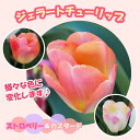 ジェラート チューリップ 球根 【 ストロベリー&カスタード 】 3球 だんだん色が変化する 秋植え 花の大和