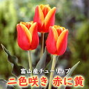【予約・早割】 チューリップ 球根 【 赤に黄 花種】 4球 二色咲き 秋植え 富山 富山県産 富山産 国産 花の大和 【10月上中旬より順次発送】