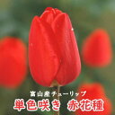 【予約・早割】 チューリップ 球根 【 赤 花種】 4球 単色咲き レッド 秋植え 富山 富山県産 富山産 国産 花の大和 【10月上中旬より順次発送】