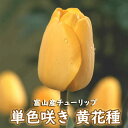 【予約・早割】 チューリップ 球根 【 黄 花種】 4球 単色咲き イエロー 秋植え 富山 富山県産 富山産 国産 花の大和 【10月上中旬より順次発送】