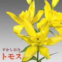 【予約・早割】 すかし百合 【 トモス 】 球根 2球 黄 秋植え 冬植え 百合 イエロー yellow 鉢植え 花壇 ユリ Lily 花の大和 【10月上中旬より順次発送】