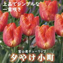 【予約・早割】 チューリップ 球根 夕やけ小町 3球 秋植え 富山 富山県産 富山産 国産 花の大和 【10月上中旬より順次発送】