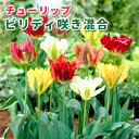 【予約・早割】 チューリップ 球根 【 ビリディ咲き シリーズ 】 混合 5球 花の形で選ぶチューリップ 花の大和 【10月上中旬より順次発送】